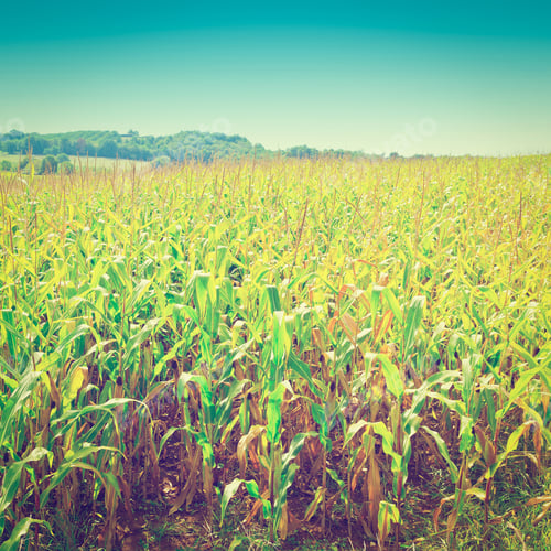 Preview: Plantation Of Corn In The French Limousen, Instagram Effect