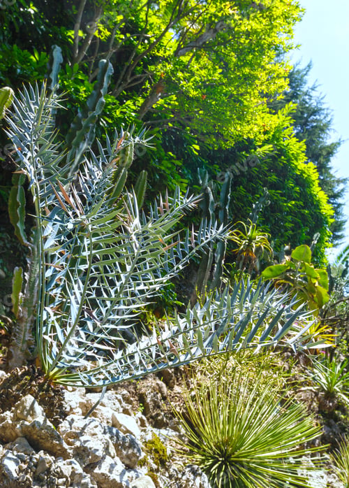 Preview: Beautiful Green Succulent Plant Grove
