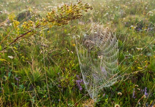 Preview: Early Misty Morning Dew Drops On Wild Mountain Grassy Meadow With Wild Lilac Heather Flowers And