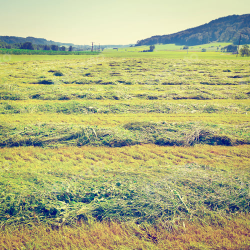 Preview: The Bavarian Village Surrounded By Mown Fields
