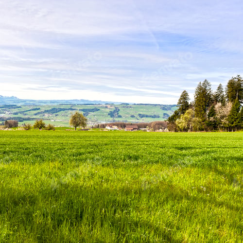Preview: Pasture On The Background Of Snow-Capped Alps In Switzerland. Swiss Small Town At The Foot Of