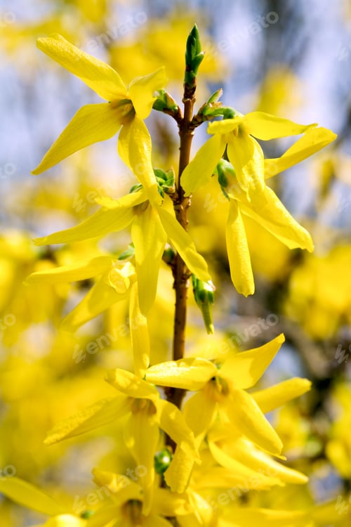 Preview: Spring Blossoming Twig Of Yellow Forsythia Bush (On Blossoming Background)