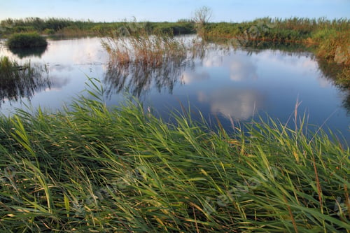 Preview: Wetland,Albufera Nature Reserve,Valencia,Spain