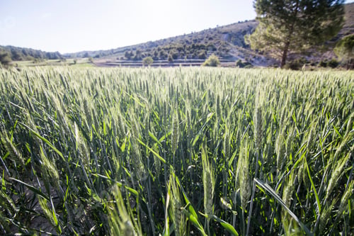 Preview: Spring Fields In La Costera County Valencian Community Spain