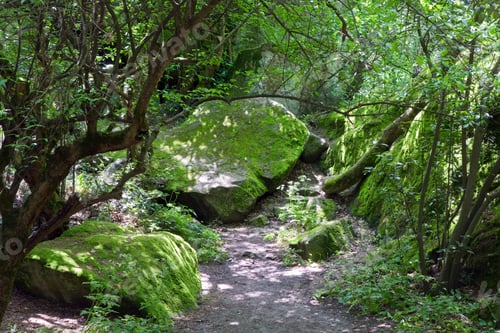 Preview: Green Moss Covered Stone In The Spring Forest