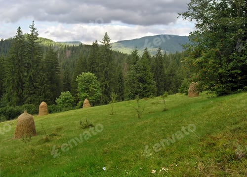 Preview: Mountainous Green Meadow With Stacks Of Hay (Slavske Village, Carpathian Mts, Ukraine)