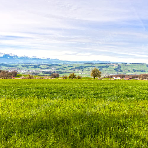 Preview: Pasture On The Background Of Snow-Capped Alps In Switzerland. Swiss Small Town At The Foot Of