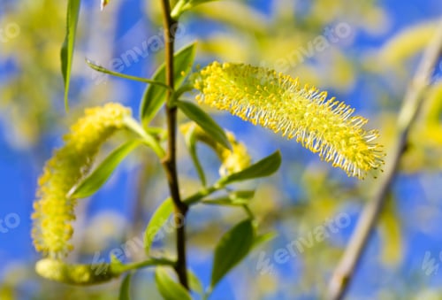 Preview: Blossoming Spring Willow Twig With Buds On Blue Sky Background
