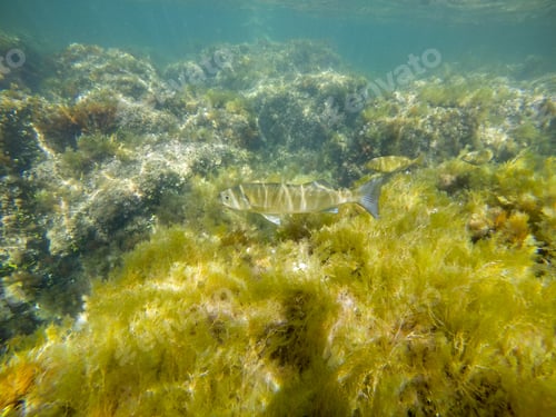 Preview: Mediterranean Underwater Seaweed Algae In Denia Javea Alicante Spain