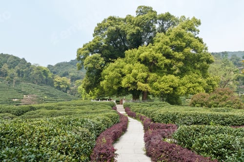 Preview: Tea Plantation