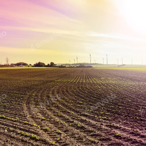 Preview: Farmland Field with Wind Turbines in the Distance