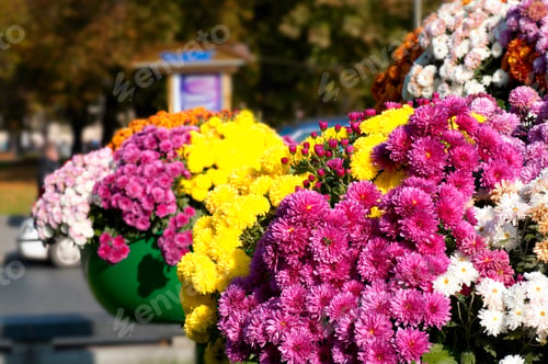 Preview: Flower Arrangement On Street In Historical Centre Of Lvov-City (Ukraine)