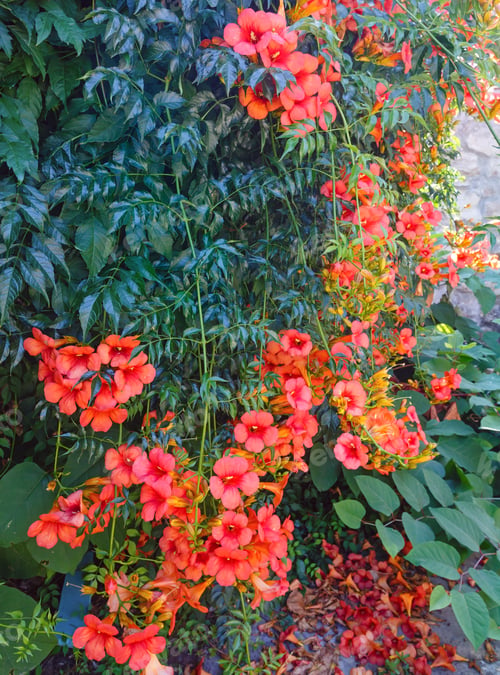 Preview: Bush With Red Flowers Closeup.