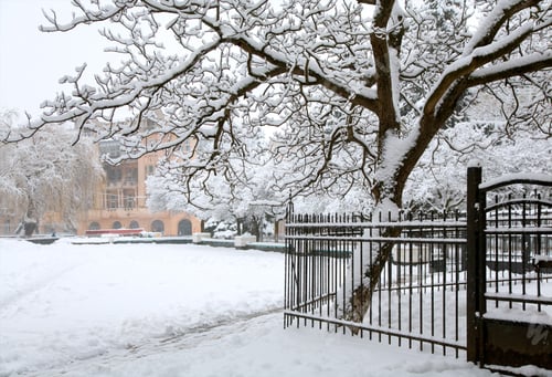 Preview: Winter (Dull Snowfall Day) City Park View With Big Snow Covered Tree And Fense