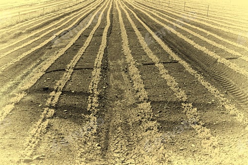 Preview: Rows Of Fresh Young Green Seedling Of Carrots In Israel, Stylized Photo