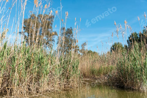 Preview: La Albufera Nature Reserve, El Palmar, Valencia, Comunidad Valenciana, Spain On March 7, 2020.