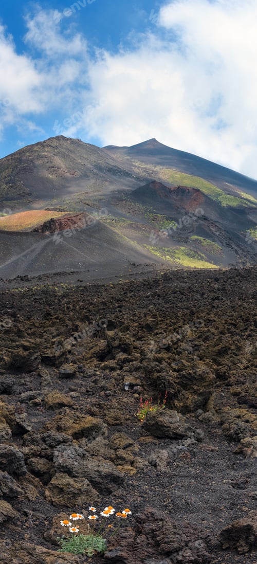 Preview: White Chamomile Flowers On Stony Magma Fields Between Summer Etna Volcano Mountain Craters, Sicily