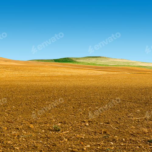 Preview: Olive Trees On The Plowed Sloping Hills Of Spain