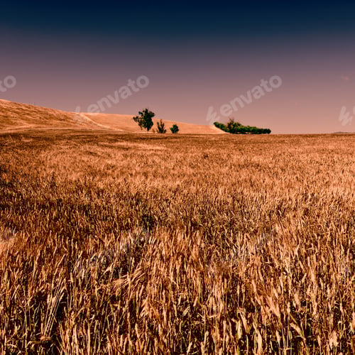 Preview: Wheat Fields On The Hills Of Sicily At Sunset