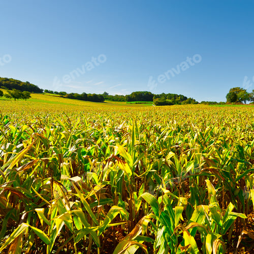Preview: Plantation Of Corn In The French Limousen