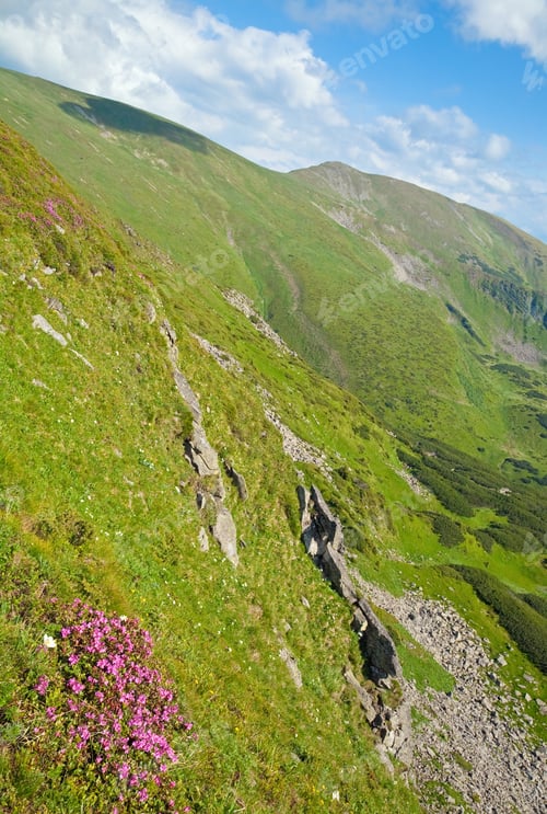 Preview: Pink Rhododendron Flowers On Precipitous Summer Mountainside (Ukraine, Carpathian Mountains)