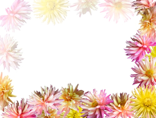 Preview: Pink-Yellow Dahlia Flowers Set Corner Frame (Isolated On White)