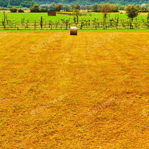 Preview: Landscape With Many Hay Bales And Vineyard