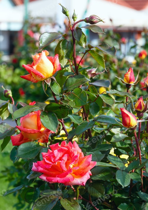 Preview: Spring Blossoming Bush Of Red Rose Flowers Closeup