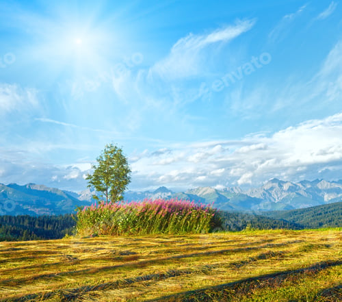 Preview: Sunshine Above Summer Mountain Country Mown Field And Lonely Tree And Tatra Range Behind (Gliczarow