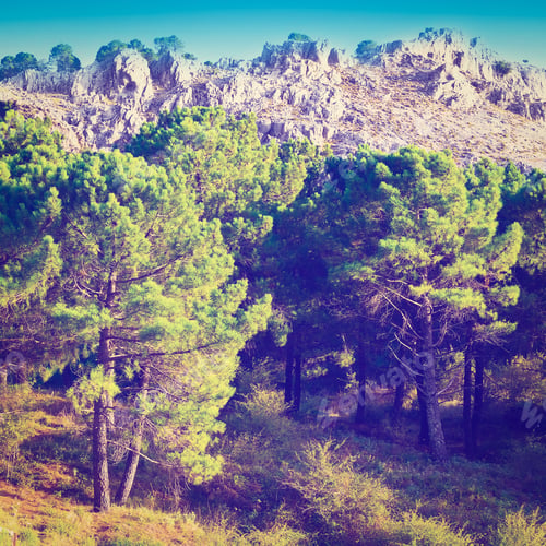 Preview: Coniferous Forest On The Background Of Mountains In Spain, Instagram Effect