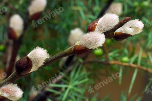 Preview: Spring Willow Wet Twig With Buds On Juniper Bush Background