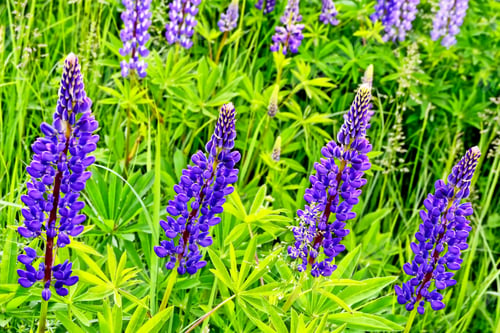 Preview: Summer Landscape With Beautiful Bright Lupine Flowers
