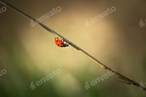Preview: Macro Of Ladybug Sitting On Plant. Spring Close Up Of Ladybird.