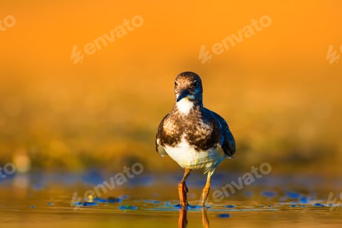Preview: Common Bird Ruddy Turnstone Arenaria Interpres. Yellow Nature Background.