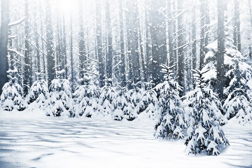 Preview: Winter. Snowfall.