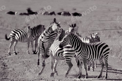 Preview: Vintage Style Black And White Image Of Zebras In The Ngorongoro Crater, Tanzania