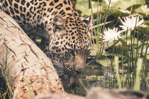 Preview: Headshot Of Leopard Drinking From Pool. Tenikwa Wildlife Sanctuary. Plettenberg Bay. South Africa.