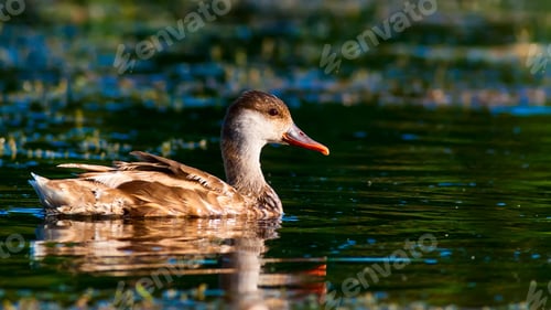 Preview: Swimming Duck. Lake Water Background.