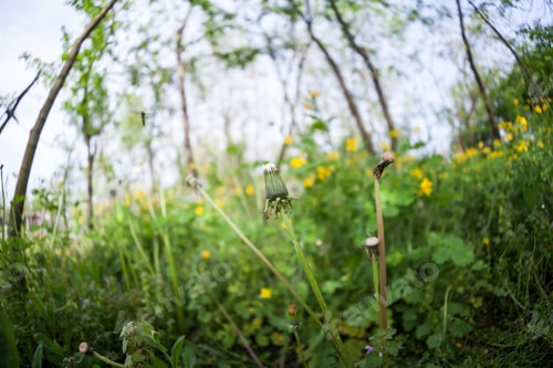 Preview: Celandine (Chelidonium Majus) Plants And Flowers In The Forest. Fisheye Lens Effects And Soft Focus