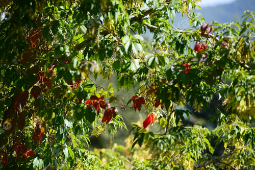 Preview: Virginia Creeper (Parthenocissus Quinquefolia) With Green Berries
