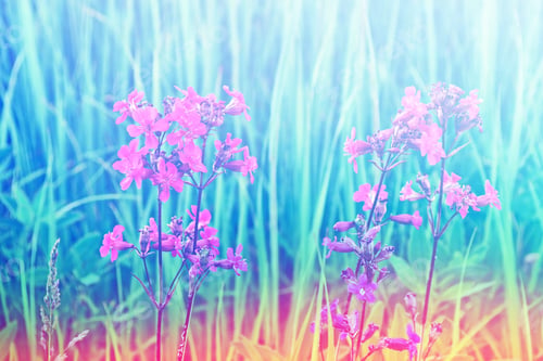 Preview: Bright Pink Flower. Blurred Image Of Grass.