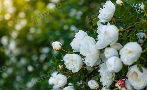 Preview: Shrub Of White Dogrose Or Briar Flowers.