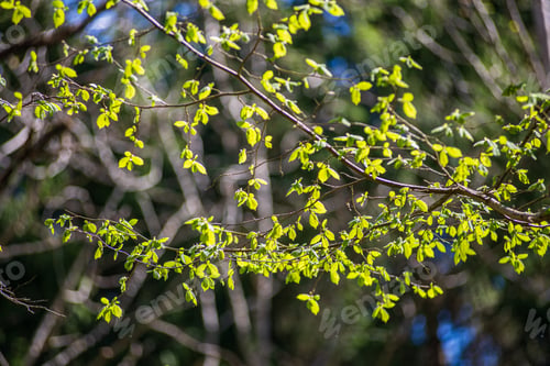 Preview: Green Foliage Details With Blur Background. Abstract Texture