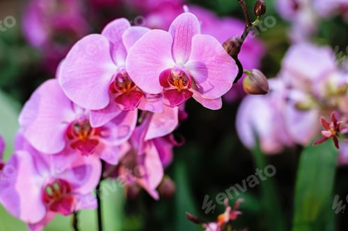 Preview: Flowers. Phalaenopsis Orchids (Moth Orchids). Beautiful Flowers Used As Household Plants.
