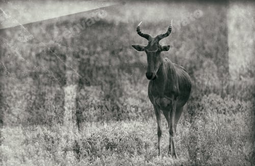 Preview: Vintage Style Black And White Image Of A Hartebeest Antelope In The Serengeti National Park
