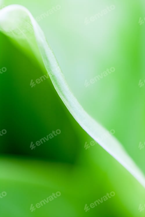 Preview: Green, Abstract Composition With Leaf Texture And Soft Focus