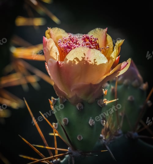 Preview: Nature Views Around The Small Caribbean Island Of Curacao