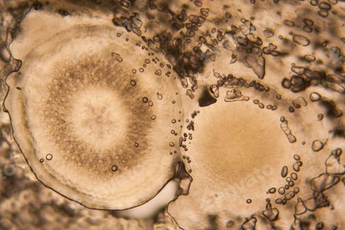 Preview: Onion Root Cells At The Microscope