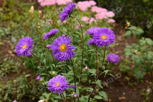 Preview: Vibrant Asters Blooming In The Garden