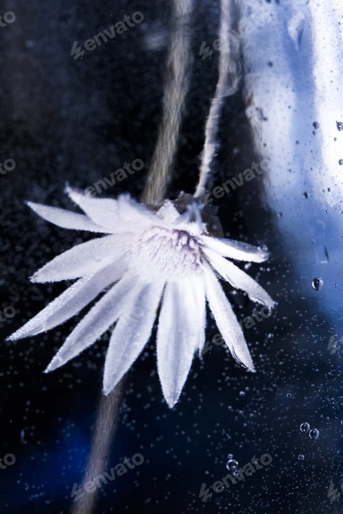 Preview: Abstract Underwater Composition With Dried Flower, Bubbles And Light